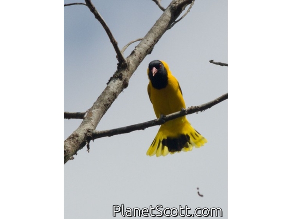 Black-hooded Oriole (Oriolus xanthornus)