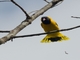 Black-hooded Oriole (Oriolus xanthornus)