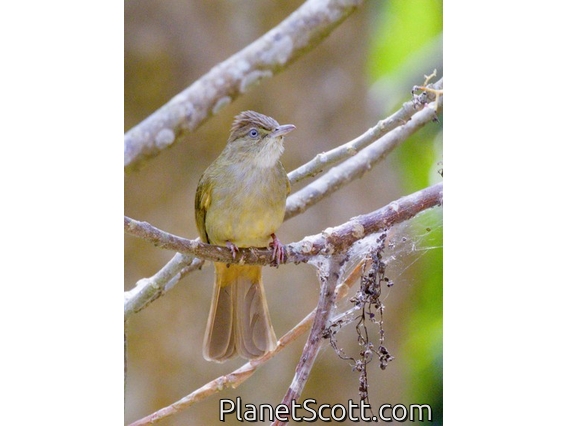 Gray-eyed Bulbul (Iole propinqua)