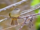 Gray-eyed Bulbul (Iole propinqua)