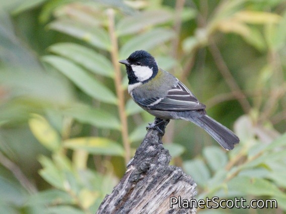 Asian Tit (Parus cinereus)