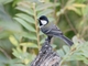 Asian Tit (Parus cinereus)