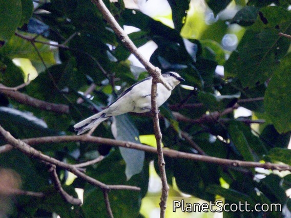 Brown-rumped Minivet (Pericrocotus cantonensis)