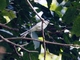 Brown-rumped Minivet (Pericrocotus cantonensis)
