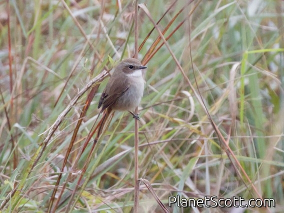 Pied Bushchat (Saxicola caprata) - Female