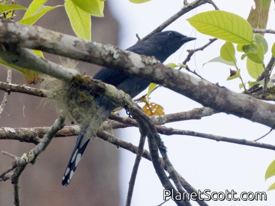 Black-winged Cuckooshrike (Lalage melaschistos)