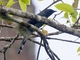 Black-winged Cuckooshrike (Coracina melaschistos)