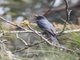 Ashy Drongo (Dicrurus leucophaeus)