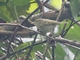 Sakhalin Leaf Warbler (Phylloscopus borealoides)