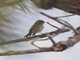 Slaty-backed Flycatcher (Ficedula hodgsonii)