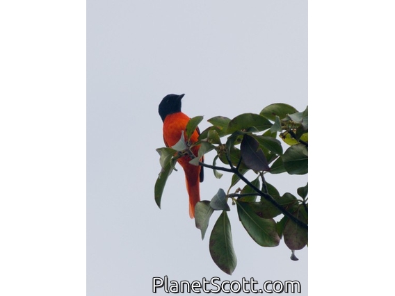 Long-tailed Minivet (Pericrocotus ethologus)