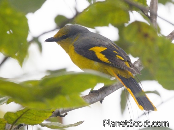Scarlet Minivet (Pericrocotus speciosus) - Female