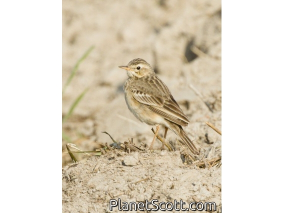 Paddyfield Pipit (Anthus rufulus)