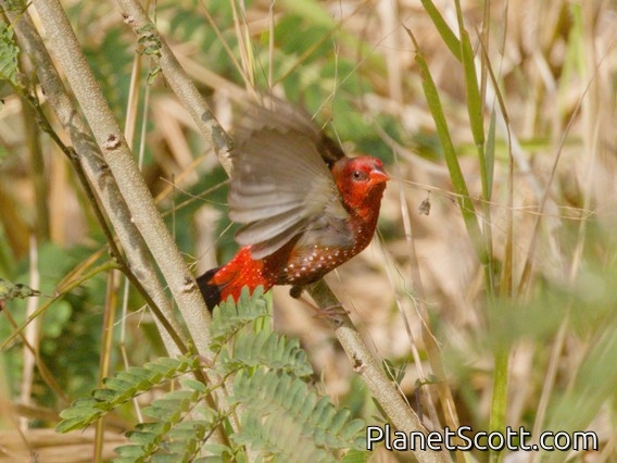 Red Avadavat (Amandava amandava)