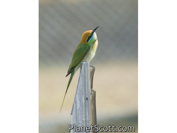 Asian Green Bee-eater (Merops orientalis)