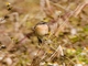 Amur Stonechat (Saxicola stejnegeri)