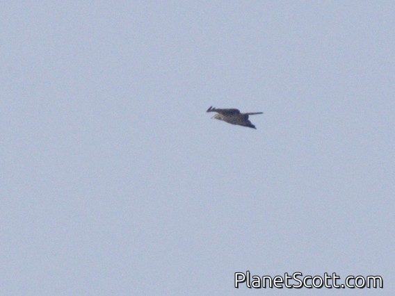 Rufous-winged Buzzard (Butastur liventer)