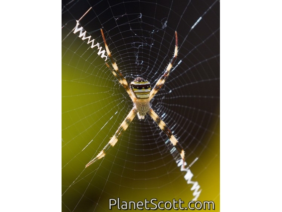 Signature Spider (Argiope versicolor)