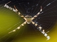Signature Spider (Argiope versicolor)
