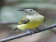 Little Spiderhunter (Arachnothera longirostra)