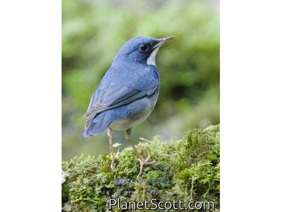 Siberian Blue Robin (Larvivora cyane)