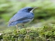 Siberian Blue Robin (Luscinia cyane)