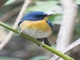 Hill Blue Flycatcher (Cyornis whitei)