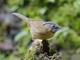 Gray-throated Babbler (Stachyris nigriceps)