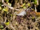 Gray-sided Thrush (Turdus feae)