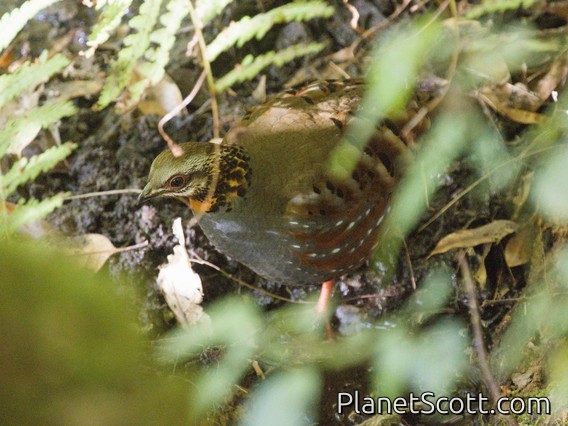 Rufous-throated Partridge (Arborophila rufogularis)
