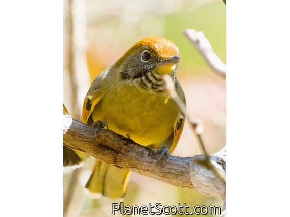 Chestnut-tailed Minla (Minla strigula)