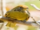 Chestnut-tailed Minla (Actinodura strigula)
