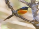 Green-tailed Sunbird (Aethopyga nipalensis)