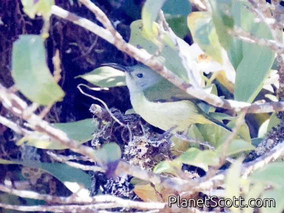 Green-tailed Sunbird (Aethopyga nipalensis) - Female