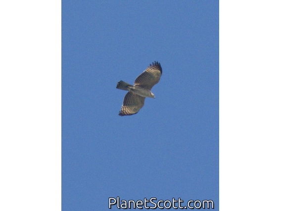 Mountain Hawk-Eagle (Nisaetus nipalensis)