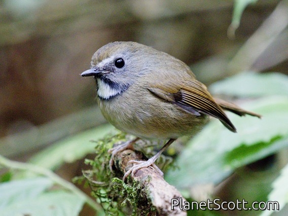White-gorgeted Flycatcher (Anthipes monileger)