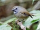 White-gorgeted Flycatcher (Anthipes monileger)