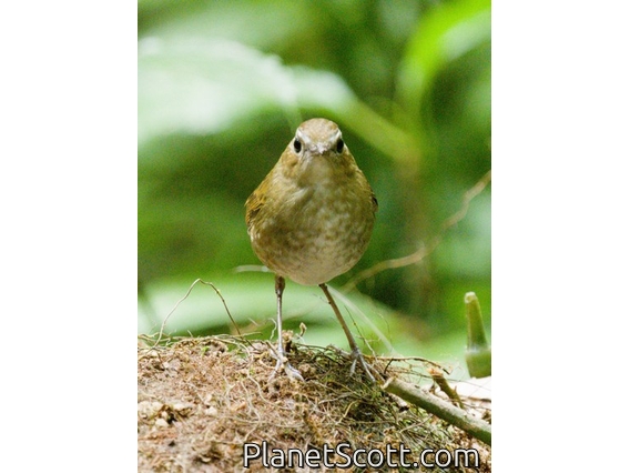 Lesser Shortwing (Brachypteryx leucophris)