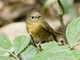 Snowy-browed Flycatcher (Ficedula hyperythra) - Female