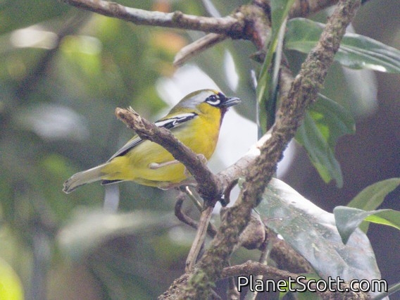 Clicking Shrike-Babbler (Pteruthius intermedius)