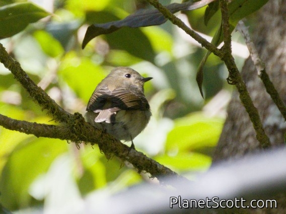 Slaty-backed Flycatcher (Ficedula hodgsonii) - Female