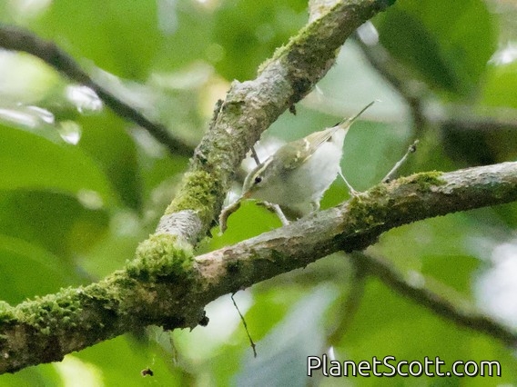 Yellow-browed Warbler (Phylloscopus inornatus)