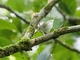 Yellow-browed Warbler (Phylloscopus inornatus)