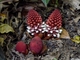 Fungus Root (Balanophora fungosa)