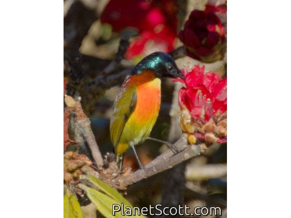 Green-tailed Sunbird (Aethopyga nipalensis)