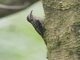 Hume's Treecreeper (Certhia manipurensis)