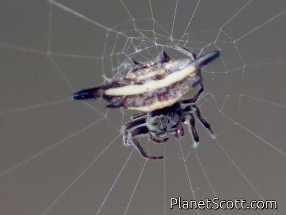 Parallel-spined Spiny Orbweaver (Gasteracantha diardi)
