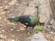 Green Peafowl (Pavo muticus)