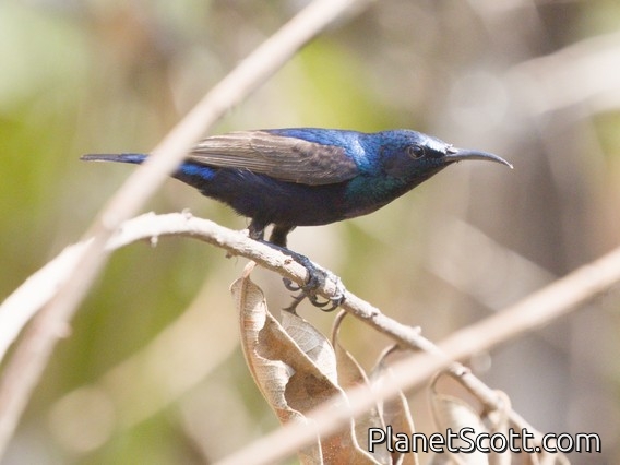 Purple Sunbird (Cinnyris asiaticus)