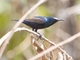 Purple Sunbird (Cinnyris asiaticus)